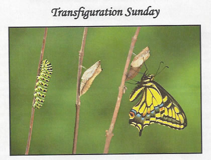 03-02-25-Whats-The-Bible-Say-About-Trans